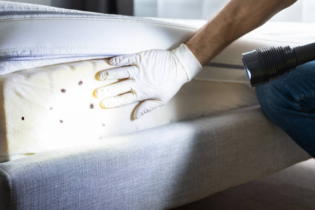 Best Ant Control Services  in Trezevant, TN
