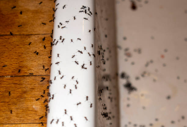 Best Pest Removal Services  in Trezevant, TN
