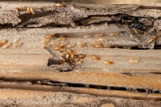 Best Termite Control Services  in Trezevant, TN