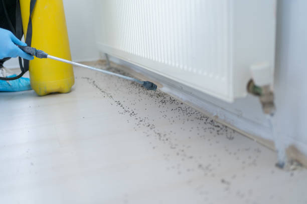 Insect Control in Trezevant, TN